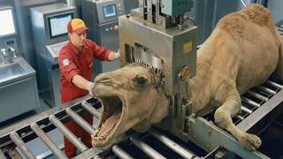 Inside Camel Milk Factory: From Desert Farm to Premium Bottled Milk | Full Process Revealed!