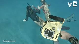 Friendly octopuses wrap themselves around divers in incredible footage Guide