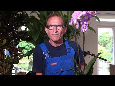 Video: Welke plant geeft de meeste zuurstof af?