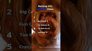 Silly Animals Creating Total Chaos 🤪🐾 Too Funny || #sillyanimals #ranking