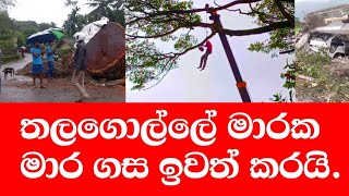Download Lagu Deadly tree removed in Talagolla. | තලගොල්ලේ මාරක මාර ගස ඉවතට | මාර්ගය විවෘත කරයි  MP3