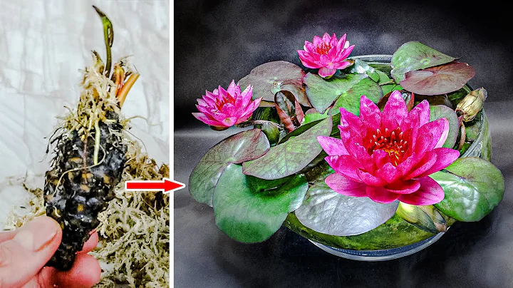 WATER LILY Plant Growing Time Lapse - Bulb To Flower (63 Days) - DayDayNews