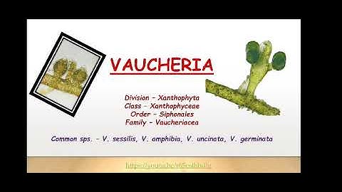 Xanthophyceae : Vaucheria Dr RMS