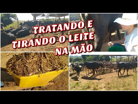 TIRA LEITE NA MÃO