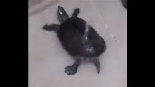 turtle dancing to gassed up