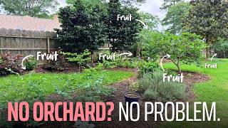 No Orchard? No Problem. Growing Fruit in a Home Landscape (Garden Tour)