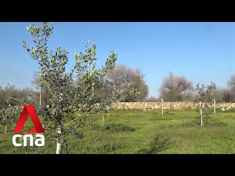 Video: Xylella: 200 olivträd resistenta mot bakterien som stulits i Salento
