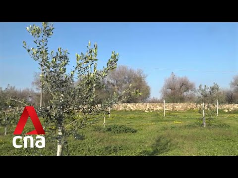 ვიდეო: Xylella: პულიაში მთავრობა იძლევა 5 მილიონ ევროს მონუმენტური ზეთისხილის ხეებისთვის