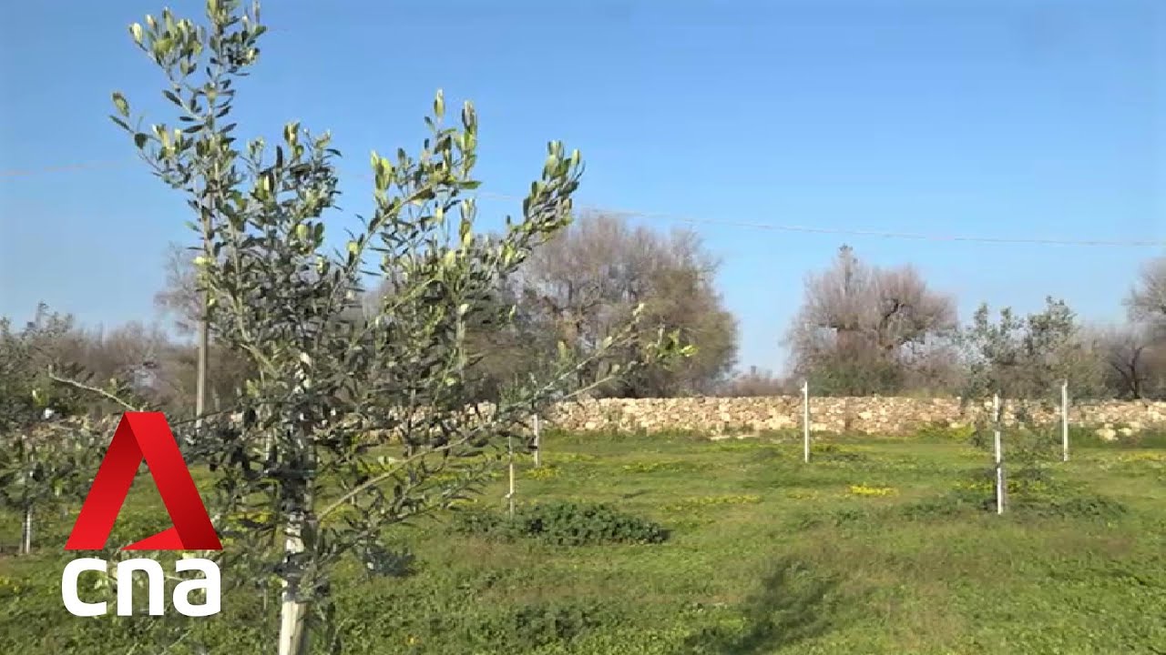 Italy’s olive oil industry find ways to save olive trees lost to deadly