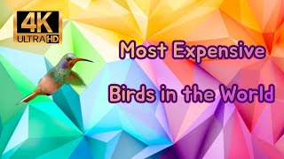 Most Expensive Birds in the World