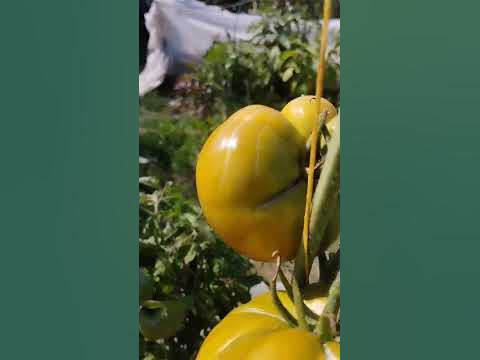 Томат Дикий тимьян. Ватсап тел.89229284031 - YouTube
