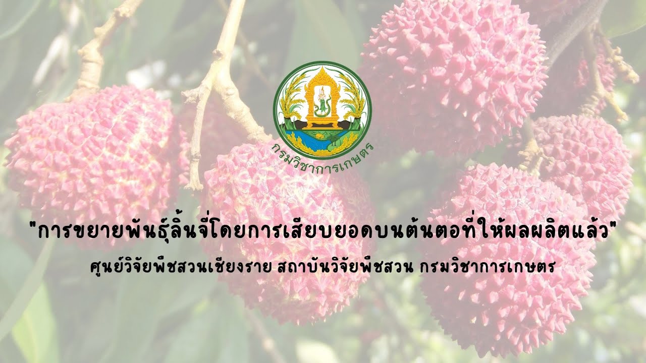 การขยายพันธุ์ลิ้นจี่โดยการเสียบยอดบนต้นตอที่ให้ผลผลิตแล้ว