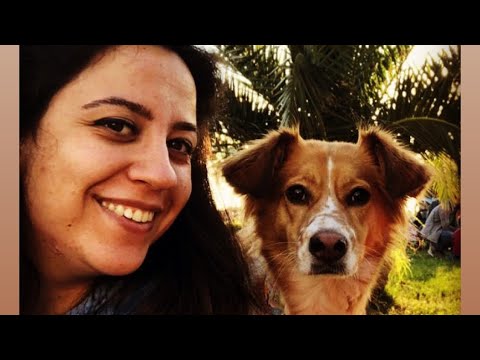 Video: Korkunç Bir Kurtarma Köpeğini Kabul Etme Hakkında Bilmeniz Gereken 10 Şey