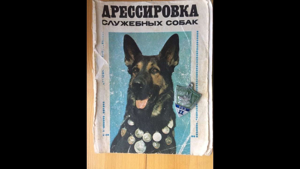 Найдите лучшие книги по дрессировке собак: подробное руководство