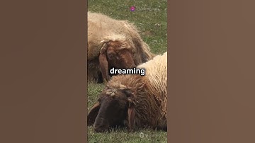 🐑 Sheep are smarter than you think! 🤯 Watch till the end & LIKE, SHARE, SUBSCRIBE! 🚀🔥 #Viral #fyp