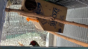 DIY CARDBOARD NESTBOX for the gouldian finch pair
