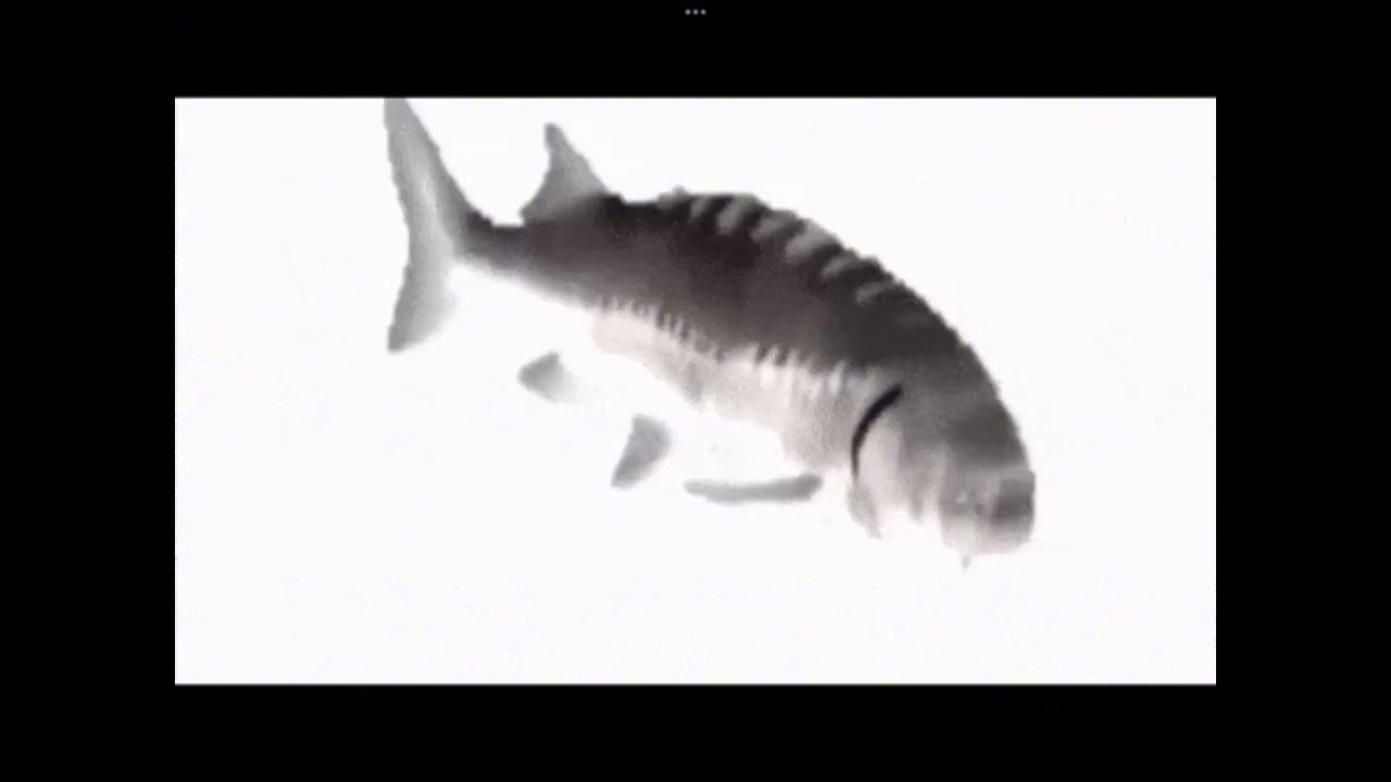 рыба крутиться под крутую музыку