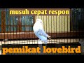 Gak ada Lovebird yang gak NYAUT jika dengar suara pancingan lovebird 1 ini