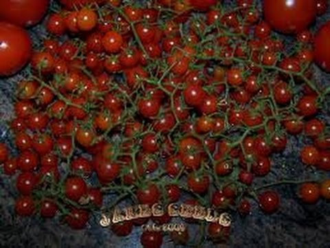 ⟹-spoon-tomato,-solanum-pimpinellifolium,-indeterminate-pt2-#tomato