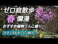 これ植えたら春の庭がもっと好きになるはず【ゼロ庭散歩】