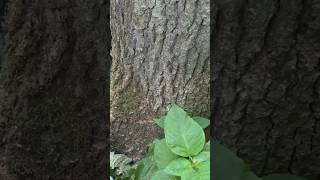 Oak Plunge: Spectacular Tree Fall