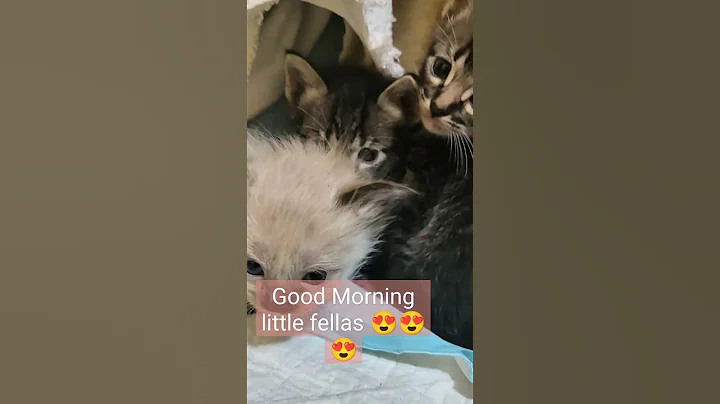 Video 4196431: siamese cat kitten, siamese kitten animals