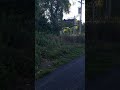 even more deer on my hike...
