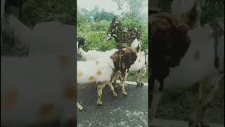 Totapari goat farm jaunpur 8423921354/9082789423