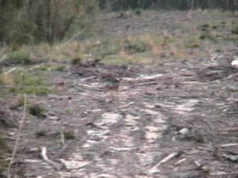 joshua shoots whitetail doe in clearcut buck black...