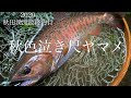 【渓流ルアー】秋のヤマメはやばい。2020最終釣行