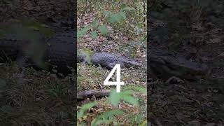 Alligators 5 Things You Should Know #shorts