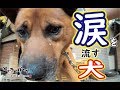 【猟犬】涙を流す犬