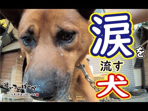 猟犬 涙を流す犬 Youtube