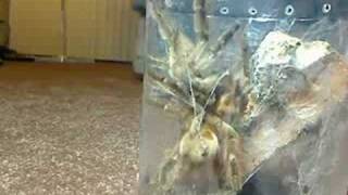 Heteroscodra Maculata Mating.