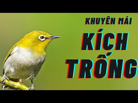 Video KHUYÊN MÁI VÍP - HÓT HAY KÍCH TRỐNG BỔI MỚI LỚN TẬP LÍU - youtube