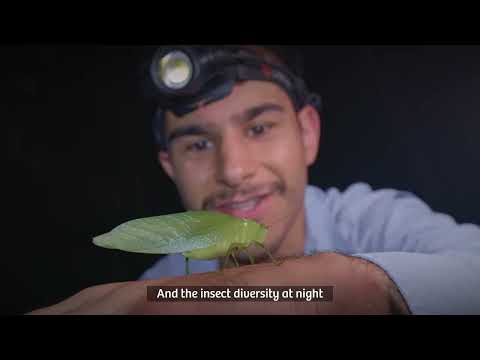Night Frogging in the Amazon Rainforest | Nick & Lucy at Manu