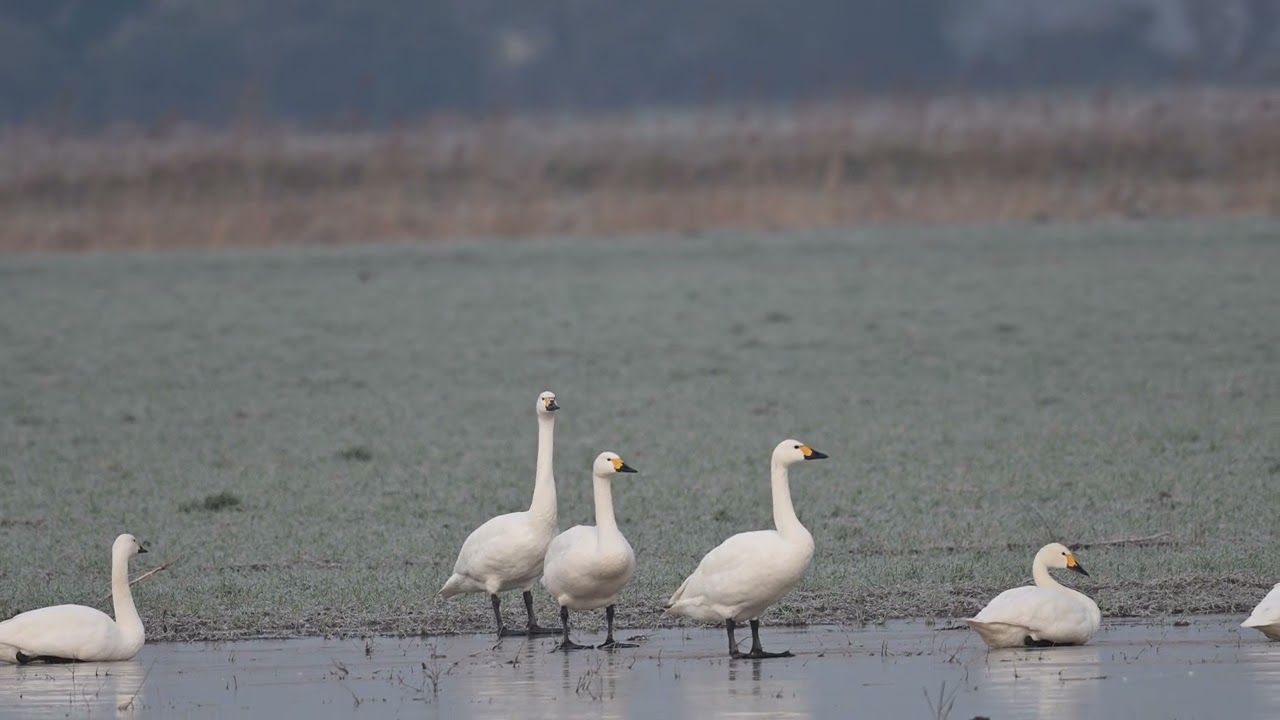 Bewick's Swans