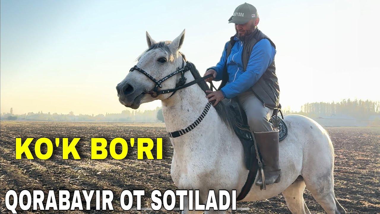 QORABAYIR OT SOTILADI +998949437404