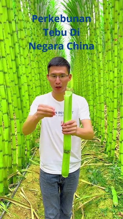 Perkebunan Tebu Di Negara China