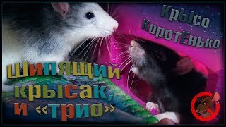 Шипящий крыс, и Шипящий крыс, и