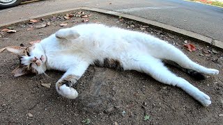 トラックの下で寝ている野良猫に近づいたらモフられに起きてきた