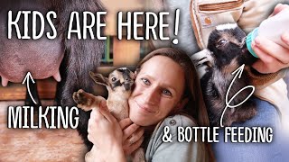 Diary of a NEWBIE Goat Owner  Kidding Season!!  Bottle Feeding, Dam Raising, and Milking