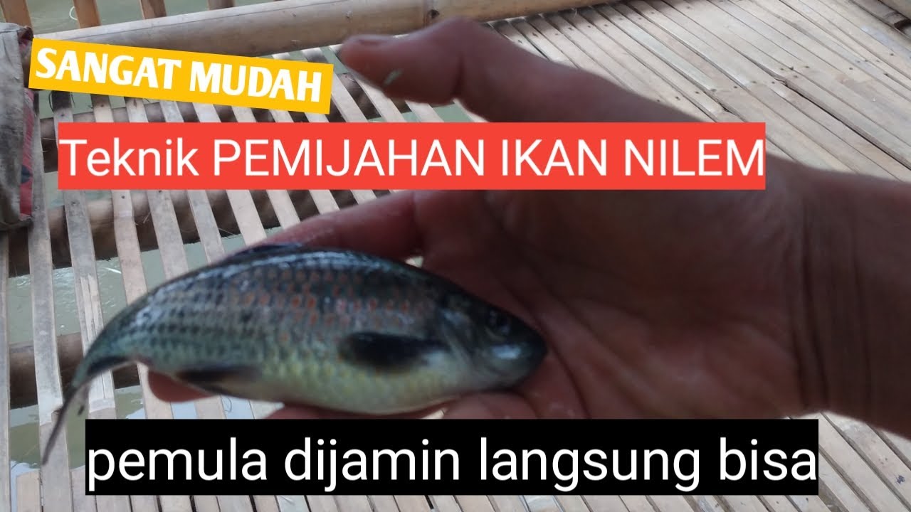 Cara memijahkan ikan nilem/melem II simple , work sampai ke kolam sebar pembesaran !!!