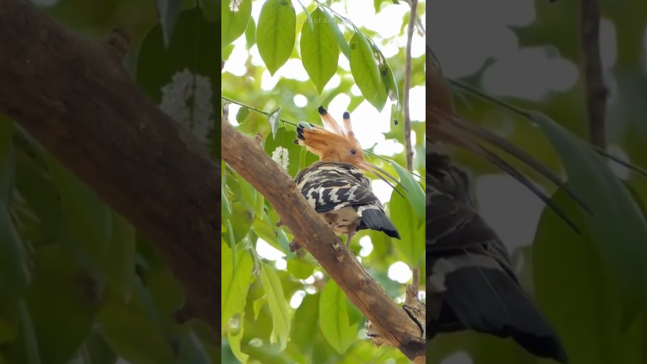 The Hoopoe: Amazing Bird