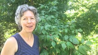 Acer negundo var. negundo (box elder)