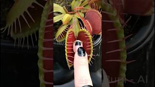 Ai, Big Carnivorous Plants Usa New York