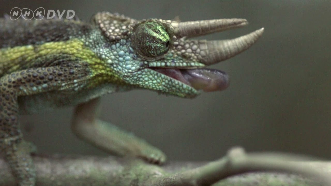 小学生のずかん 講談社の動く図鑑move