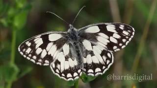 Marbled Whites