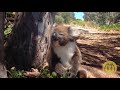 Only in Australia Funny Video Compilation =)