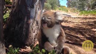 Only in Australia Funny Video Compilation =)